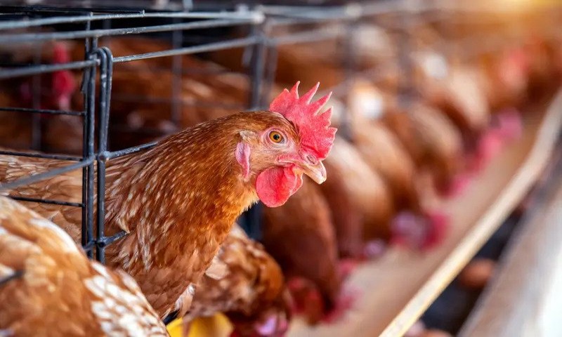 Modal Bisnis Ayam Petelur: Panduan Lengkap Untuk Memulai Usaha Bertelur!